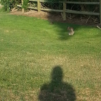 Olivas Links - There were cute little bunnies hopping all over the course :) - Golf Near Me - Ventura, California