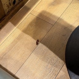 A cockroach A cockroach