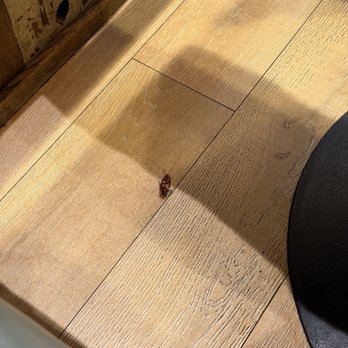 Farmer's Table - A cockroach - New American Near Me - La Mesa, California
