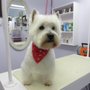 Okolona Pet Grooming