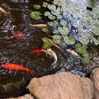 Enchanted Gardens - Koi fish pond - Nurseries & Gardening Near Me - Richmond, Texas