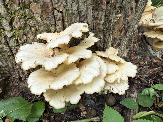 Effigy Mounds National Monument by null