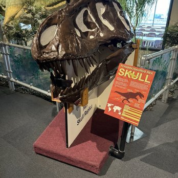Adventure Science Center - Tyrannosaurus Rex skull - Museums Near Me - Nashville, Tennessee