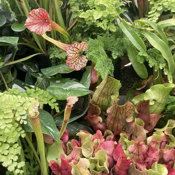 Wellington Botanical Gardens - Begonia House - Botanical Gardens Near Me - Wellington, WGN