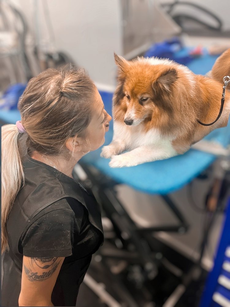 SEA COAST MOBILE PET GROOMING Updated October 2024 40 Photos