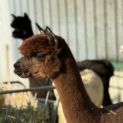 Sawdust Alpacas