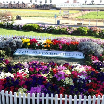 The Flower Fields - Venues & Event Spaces Near Me - Carlsbad, California The Flower Fields - Venues & Event Spaces Near Me - Carlsbad, California