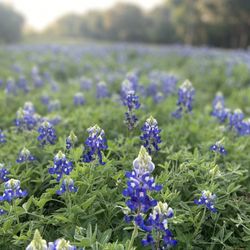 Bluebonnets ^_^