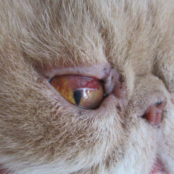 Long Island Veterinary Specialists - Veterinarians Near Me - Plainview, New York Long Island Veterinary Specialists - Veterinarians Near Me - Plainview, New York