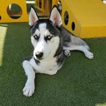 PetSuites Fishers - Pet Groomers Near Me - Fishers, Indiana PetSuites Fishers - Pet Groomers Near Me - Fishers, Indiana