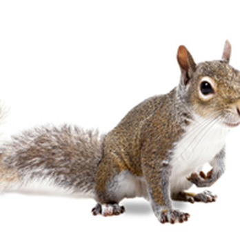 Affordable Wildlife Solutions - Affordable Wildlife Solutions - Wildlife Control Near Me Affordable Wildlife Solutions - Affordable Wildlife Solutions - Wildlife Control Near Me