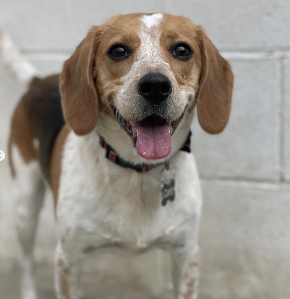 Dogtown West - pet boarding facility in Cincinnati, OH