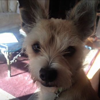 Shaggy Dog Rescue - Animal Shelters Near Me Shaggy Dog Rescue - Animal Shelters Near Me