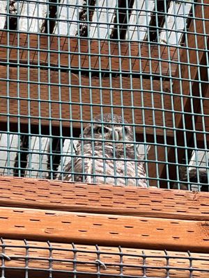 Cascades Raptor Center by null
