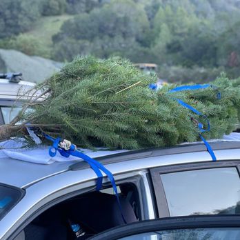 Castro Valley Christmas Tree Farm - Strap backwards with trunk facing forward, if you don't have roof racks straps go through door frame and not window. - Christmas Trees Near Me - Castro Valley, California Castro Valley Christmas Tree Farm - Strap backwards with trunk facing forward, if you don't have roof racks straps go through door frame and not window. - Christmas Trees Near Me - Castro Valley, California