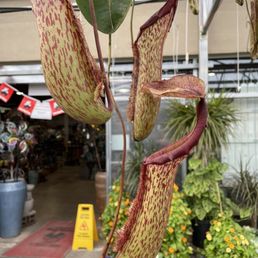 massive stunning pitchers on this guy!! massive stunning pitchers on this guy!!