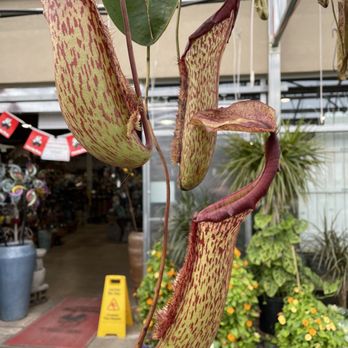 Country Fair Garden Center - massive stunning pitchers on this guy!! - Nurseries & Gardening Near Me - Denver, Colorado Country Fair Garden Center - massive stunning pitchers on this guy!! - Nurseries & Gardening Near Me - Denver, Colorado