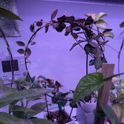 【OK plant】 HAPPY PLANTS - Updated August 2025 - 20 Photos - 10413 N May