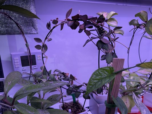 【OK plant】 Happy Plants, 10413 N May Ave, Oklahoma City, OK 73120, US