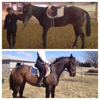 Trillion Equestrian - Top Image: OTTB during first ride at Trillion Bottom Image: Same OTTB after being at Trillion for 6 months! - Horseback Riding Near Me Trillion Equestrian - Top Image: OTTB during first ride at Trillion Bottom Image: Same OTTB after being at Trillion for 6 months! - Horseback Riding Near Me