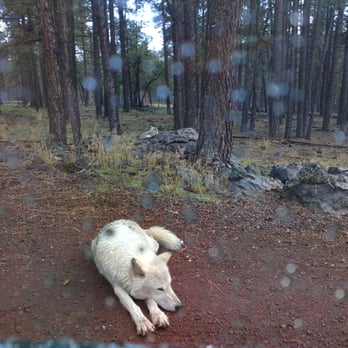Bearizona - Alaskan wolf chilling on the side of the road - Zoos Near Me - Williams, Arizona