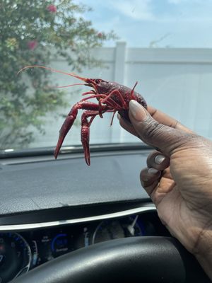 Read Seafood by null