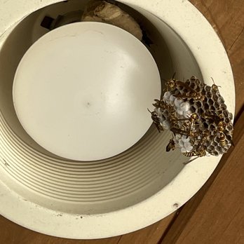 Reliant Pest Management - Pest Control Near Me - Austin, Texas