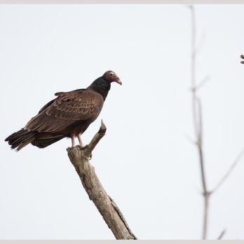 Leesylvania State Park - Turkey Vulture - Parks Near Me - Woodbridge, Virginia