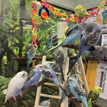 Petco - Pet Stores Near Me - Saugus, California Petco - Pet Stores Near Me - Saugus, California