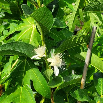 Lowe's Home Improvement - Papaya blooms - Hardware Stores Near Me - Brandon, Florida
