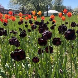 Window On The Waterfront - Tulip Time 2024