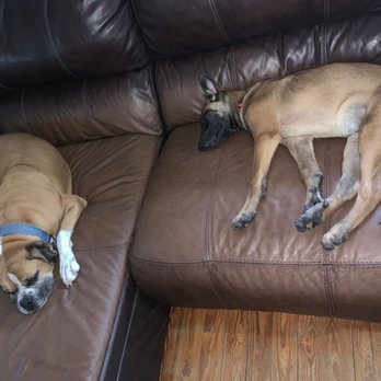 Happy Hound Dog Resorts - These two had a fantastic day and are wore out - Pet Sitting Near Me - Jacksonville, Florida