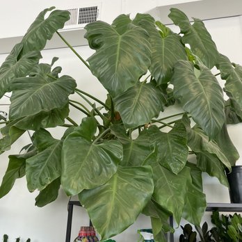 Sunnyside Plants - Nurseries & Gardening Near Me - Chicago, Illinois