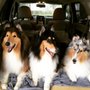 Photo of Four Paws Orlando