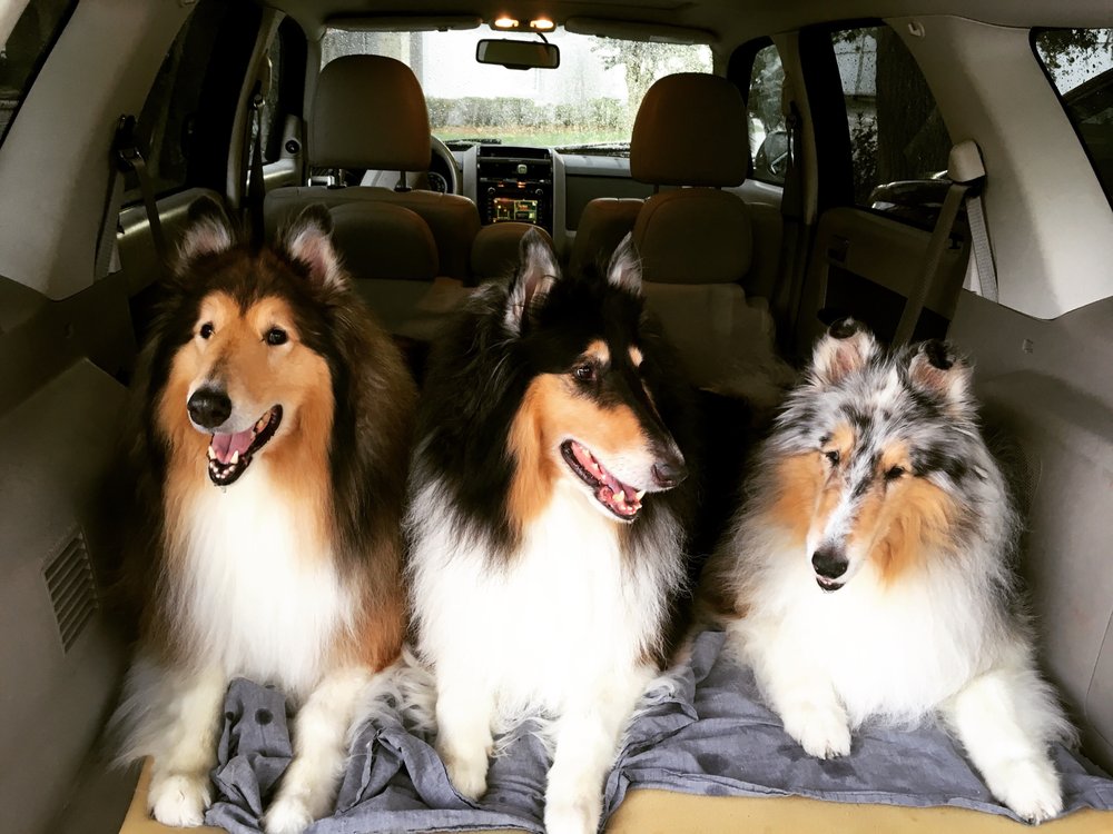 Four Paws Orlando - pet boarding facility in Orlando, FL