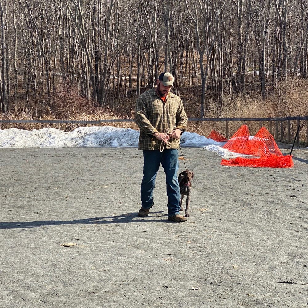 V3 Gun Dogs - Heel training - Pet Training Near Me - Lebanon, Connecticut