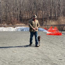 V3 Gun Dogs - Heel training