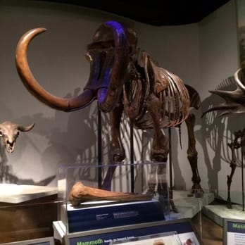 Field Museum - Mammoth - Museums Near Me - Chicago, Illinois Field Museum - Mammoth - Museums Near Me - Chicago, Illinois