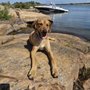 Photo of Put In The Time K9