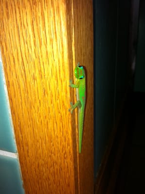 Kona Tiki Hotel by null