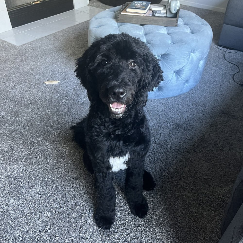 Pet Lovers Mobile Pet Grooming - After - Pet Groomers Near Me Pet Lovers Mobile Pet Grooming - After - Pet Groomers Near Me