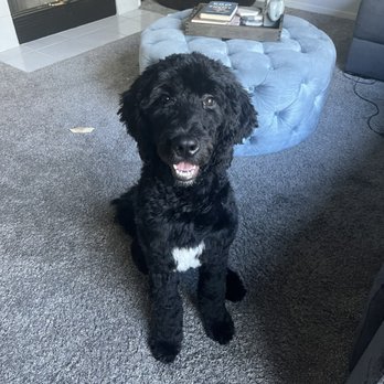 Pet Lovers Mobile Pet Grooming - After - Pet Groomers Near Me Pet Lovers Mobile Pet Grooming - After - Pet Groomers Near Me