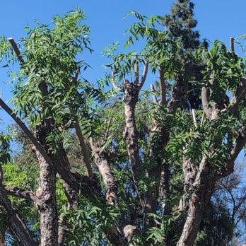 M & J Tree Service - Trimmed pistache tree in front yard. - Tree Services Near Me M & J Tree Service - Trimmed pistache tree in front yard. - Tree Services Near Me
