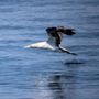 Photo of Freeport Whale & Seabird Tours