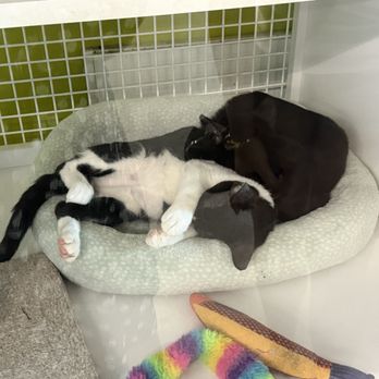 Petco - Pet Training Near Me - Lemon Grove, California