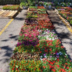 JC Licht Ace - Logan Square - New annuals