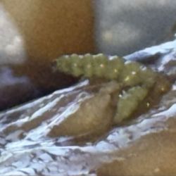 New China - Unidentified insect!