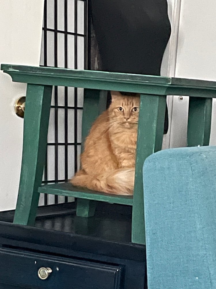 ANIMAL REFUGE CENTER Updated October 2024 18011 Old Bayshore Rd, N Ft Myers, Florida