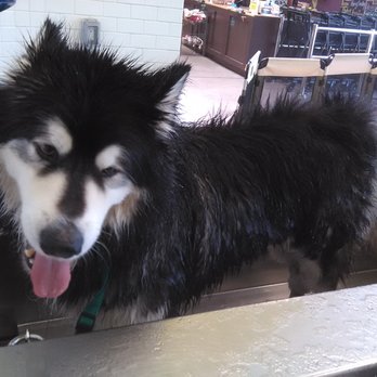 Unleashed by Petco - My big fluffy Malamute was a frequent customer of the self-wash... - Pet Training Near Me - Marina Del Rey, California Unleashed by Petco - My big fluffy Malamute was a frequent customer of the self-wash... - Pet Training Near Me - Marina Del Rey, California