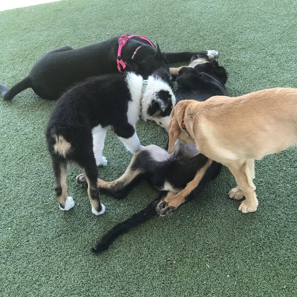 InsideOut Dog Training - Dog Training, Dog Socialization, Puppy Playtime - Pet Training Near Me - Riverside, California InsideOut Dog Training - Dog Training, Dog Socialization, Puppy Playtime - Pet Training Near Me - Riverside, California
